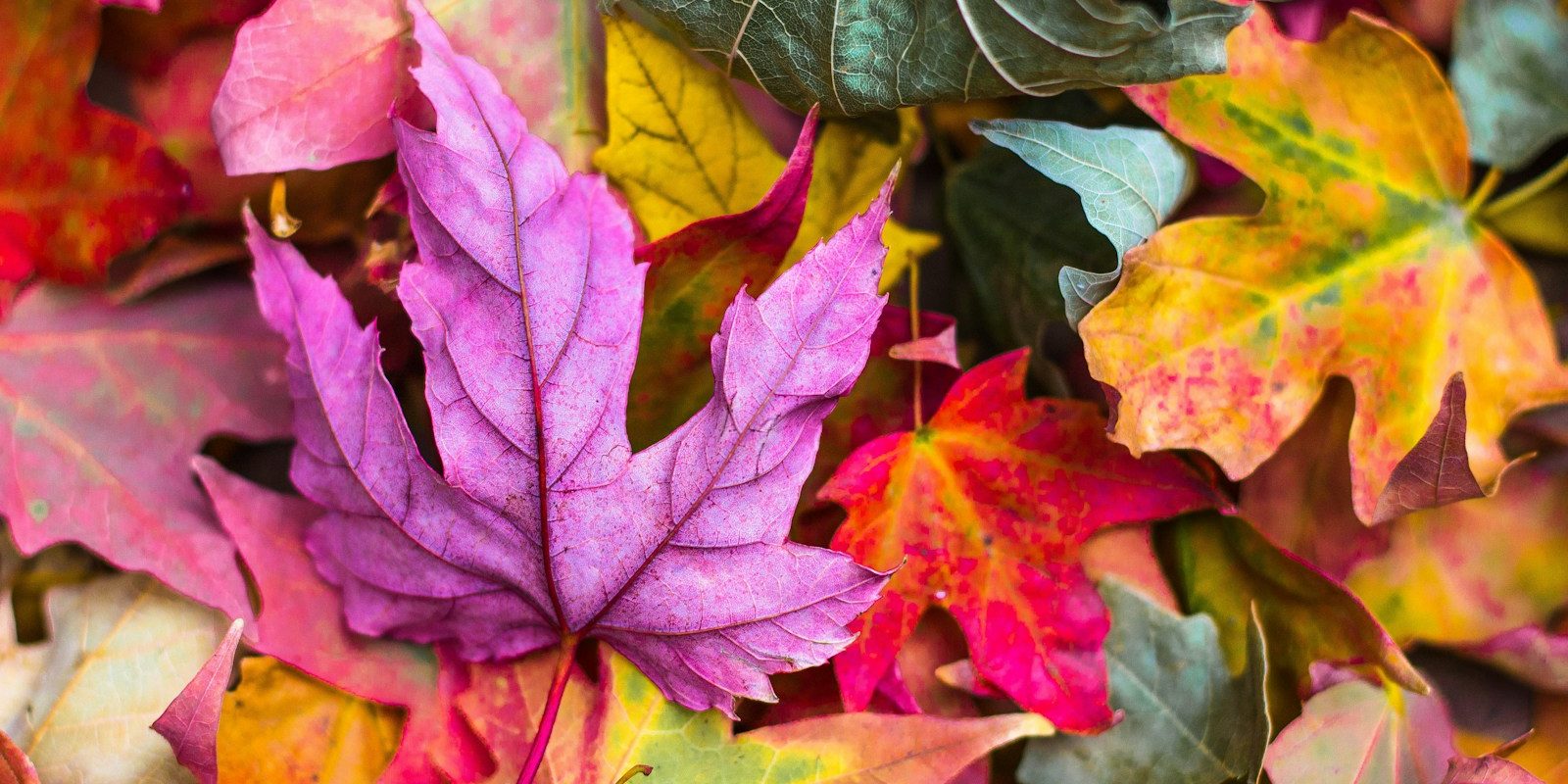 flat lay photography of purple and red leaves